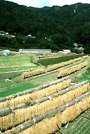 Rice drying in field